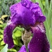 Purple iris by pennyrae