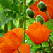 Big Orange Poppies by seattlite