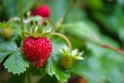 8th Jun 2022 - First strawberries