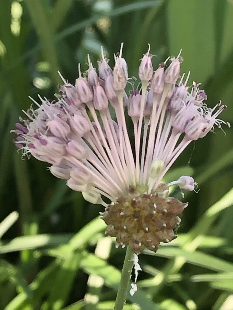 Peacock weed? by homeschoolmom