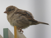 8th Jun 2022 - female house sparrow