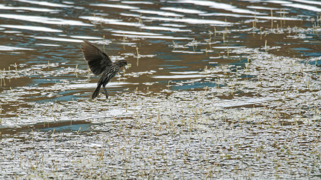 female red-winged blackbird in flight by rminer