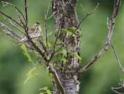 8th Jun 2022 - savannah sparrow 