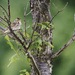 savannah sparrow  by rminer