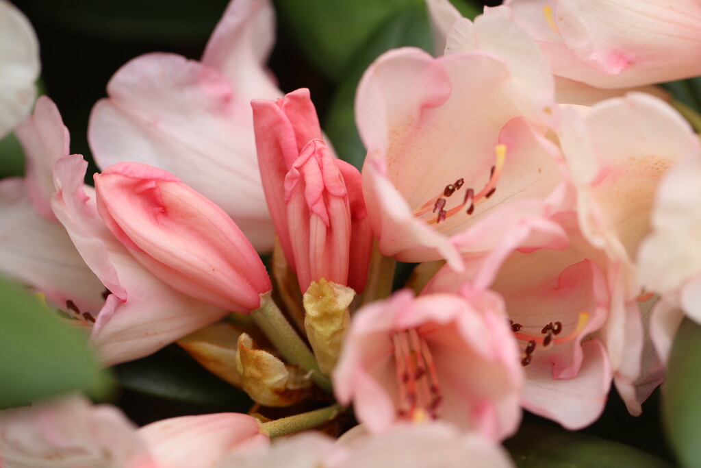 Peach rhododendron by callymazoo