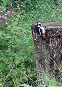 8th Jun 2022 - woodpecker