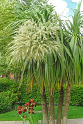 8th Jun 2022 - Cabbage Palm  