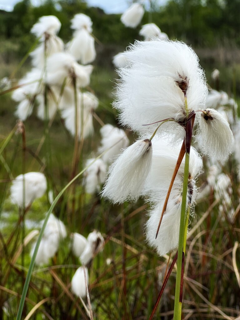 Common Cottonsedge by mattjcuk