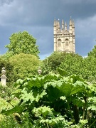 8th Jun 2022 - Oxford botanic gardens looking towards Magdalen 