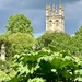 Oxford botanic gardens looking towards Magdalen 