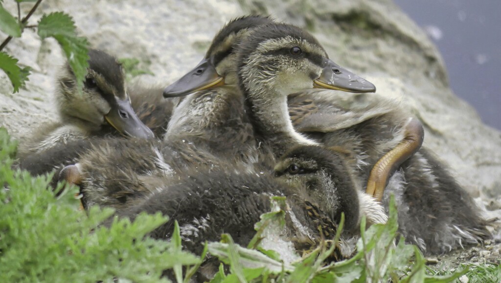 Ducklings Resting by tonygig
