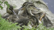8th Jun 2022 - Ducklings Resting