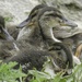 Ducklings Resting
