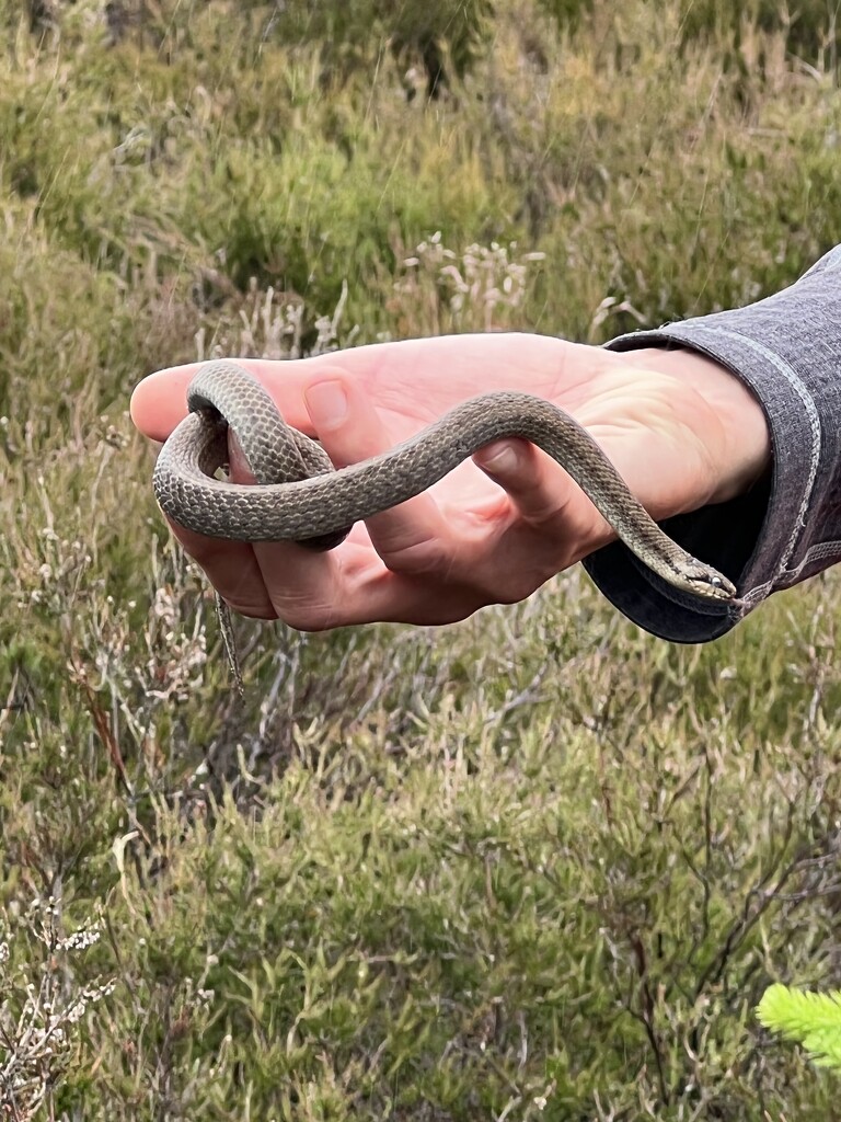 Smooth Snake by mattjcuk