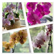 8th Jun 2022 - I love ❤️ it when all my Orchids are blooming at the same time!