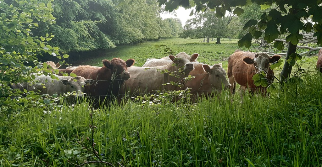 Contented cows by sarah19
