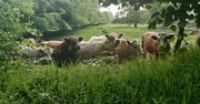8th Jun 2022 - Contented cows