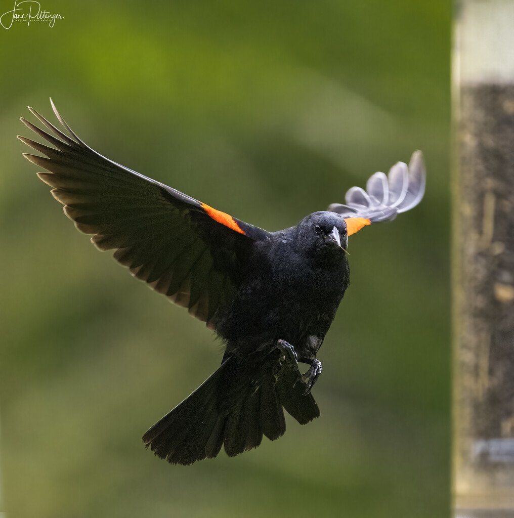 Redwinged Blackbird Approaching the Feeder by jgpittenger