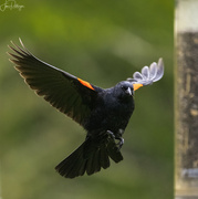 8th Jun 2022 - Redwinged Blackbird Approaching the Feeder
