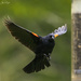 Redwinged Blackbird Approaching the Feeder by jgpittenger
