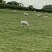 Sheep That Sneezed Three Times In A Row by cataylor41