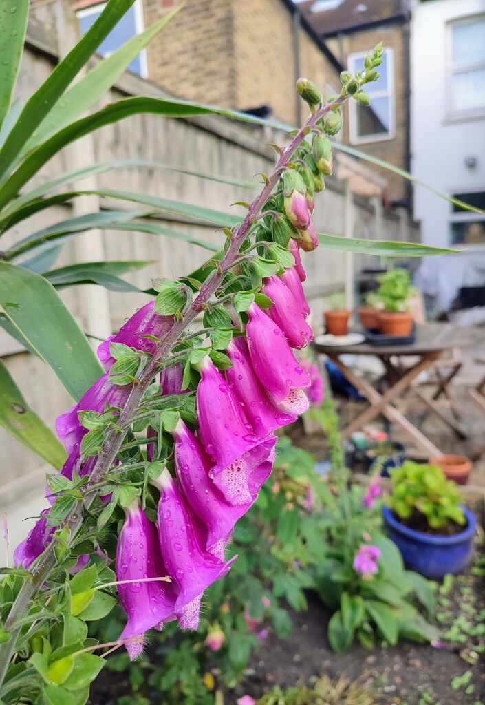 Another view of the foxgloves  by boxplayer