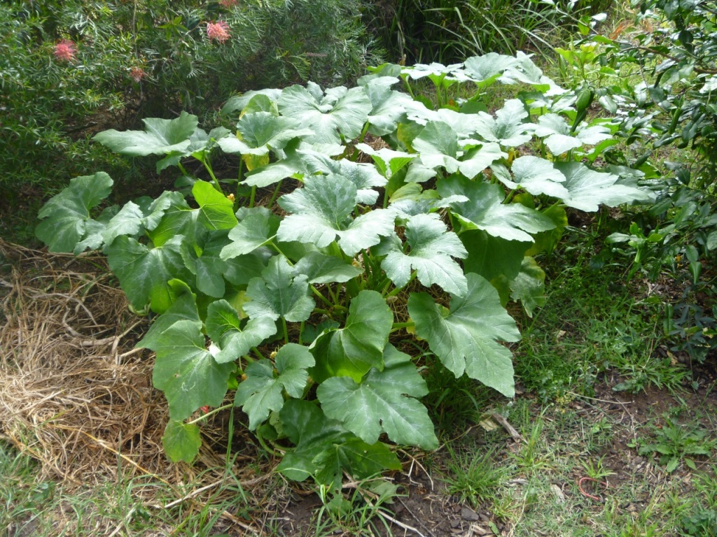 Zuchini Patch by peterdegraaff