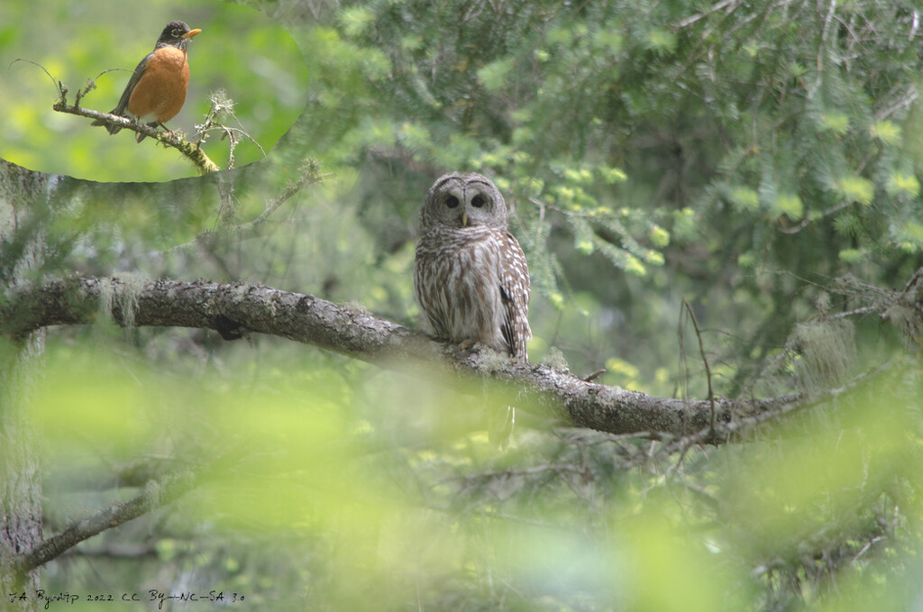 Parent vs. Owl by byrdlip