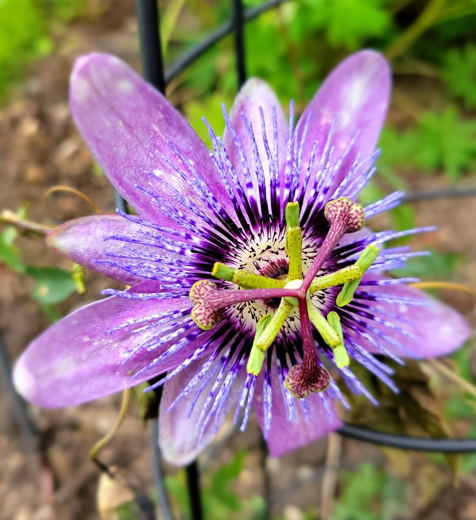 Passion Flower by kimmer50