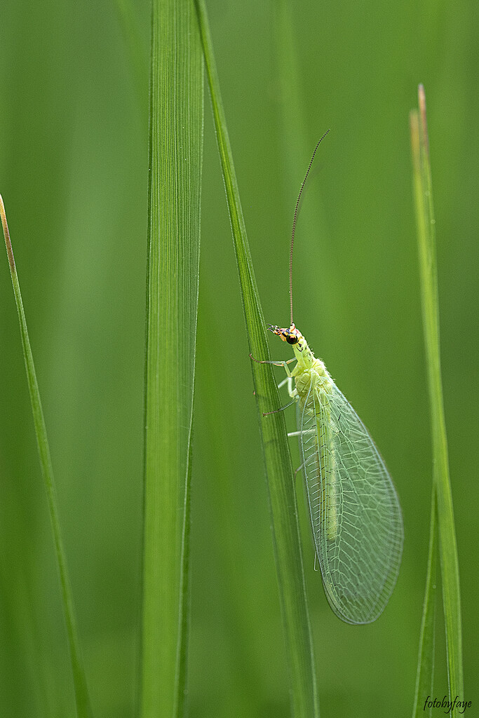 Green Lacewings by fayefaye