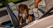 8th Jun 2022 - Puppy Dog Going Out for a Boat Ride!