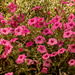 Pink Flower Garden! by rickster549