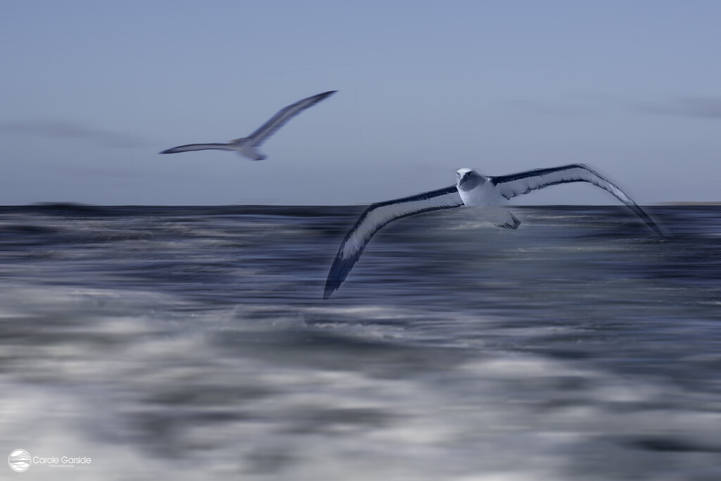 Flight of the albatross by yorkshirekiwi