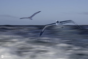 9th Jun 2022 - Flight of the albatross