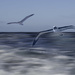 Flight of the albatross by yorkshirekiwi