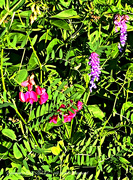 8th Jun 2022 - colourful weeds