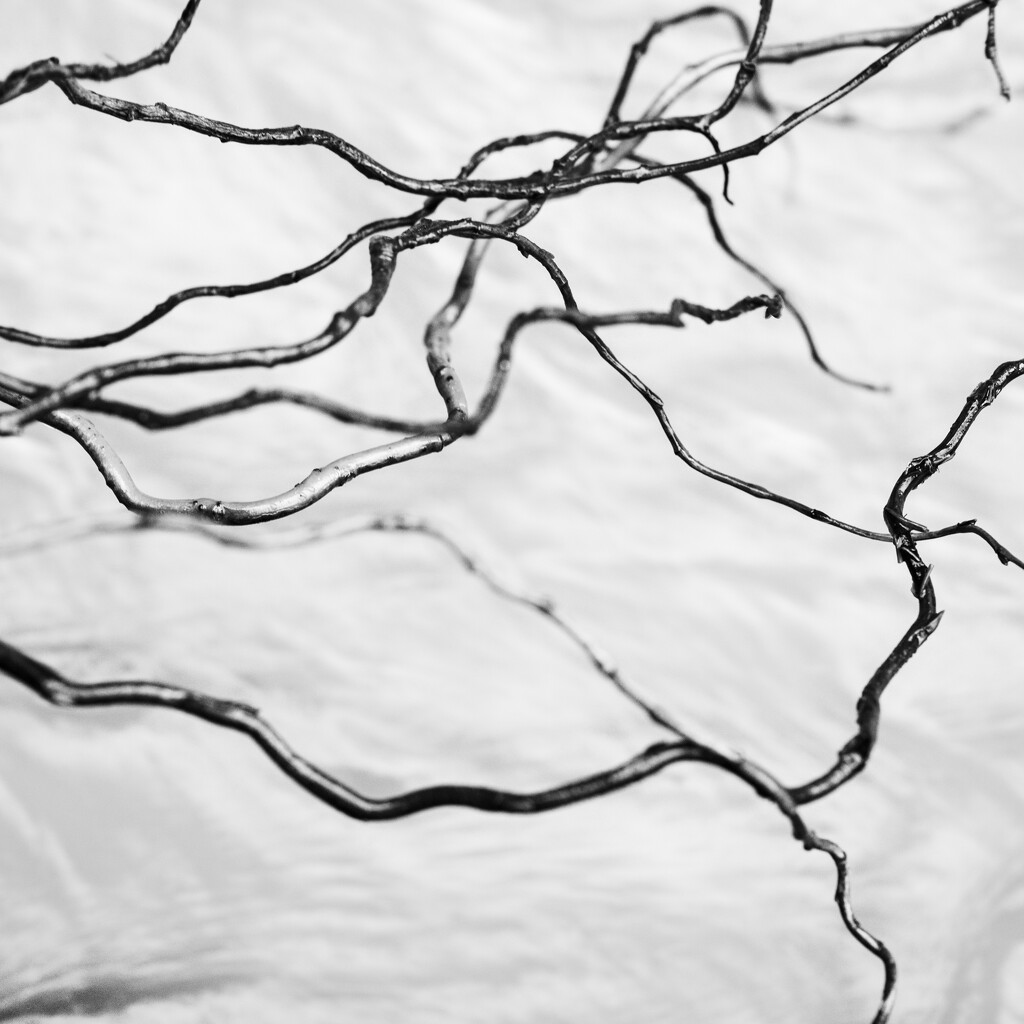 Drift Branches by yaorenliu