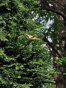 8th Jun 2022 - Butterfly In The Tree Top