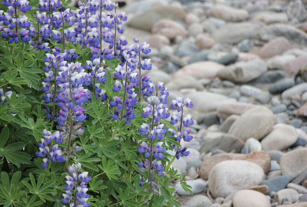 Lupins and Pebbles by jamibann