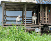 3rd Jun 2022 - Goats