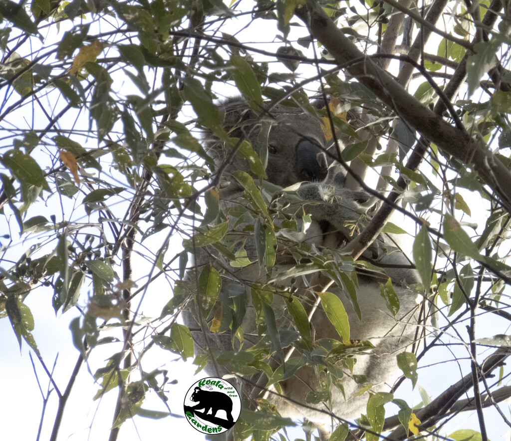 reality by koalagardens