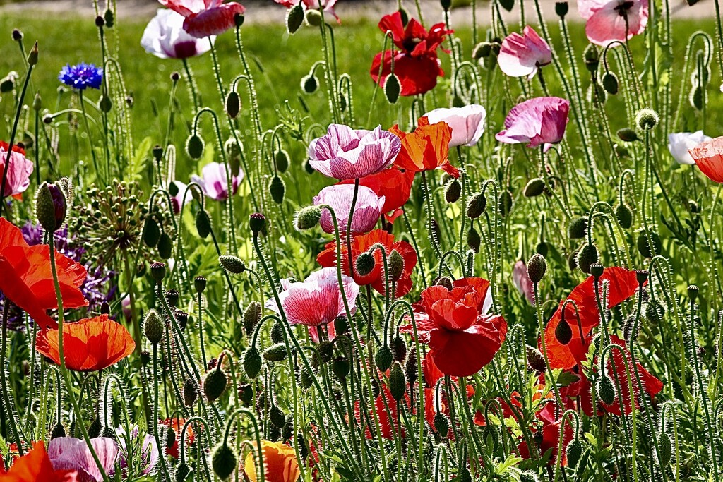 Poppy Meadow by carole_sandford