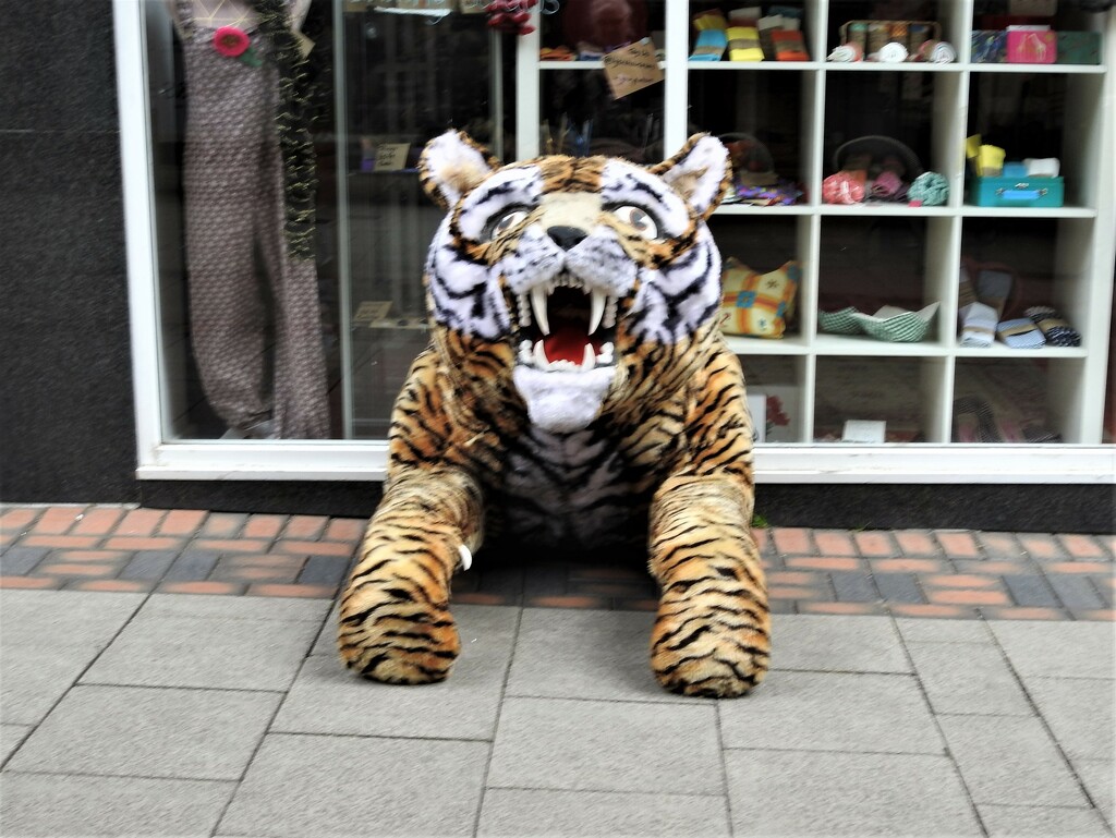 Danger Tiger Loose in Nottingham by oldjosh