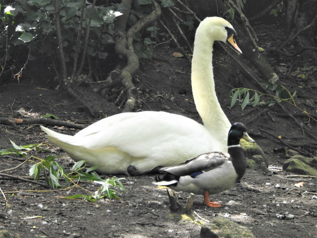 Swan and Mallard by oldjosh