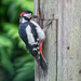 Extras - Woodpecker again