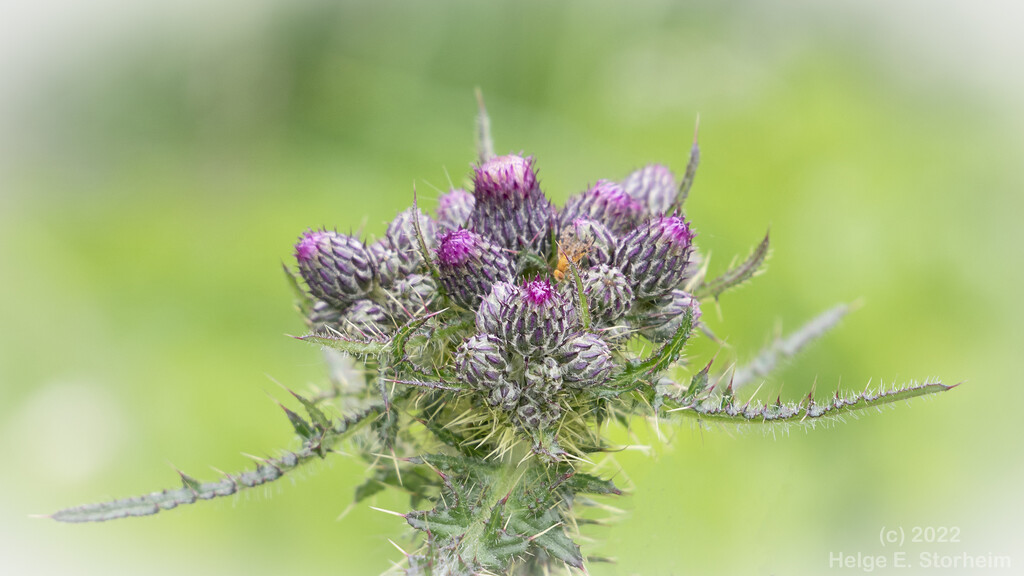 Thistle by helstor365