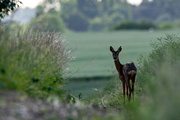 8th Jun 2022 - A wonderful encounter