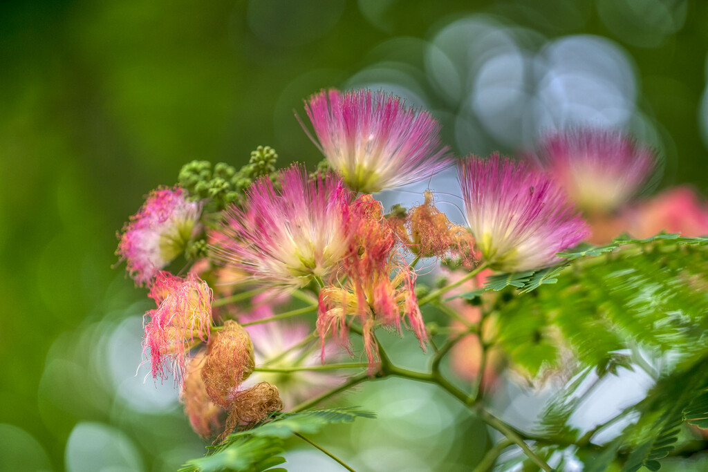 Mimosa Dreams by kvphoto