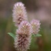 Trifolium arvense... by marlboromaam