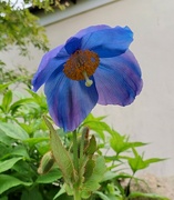 8th Jun 2022 - Our Himalayan poppy has flowered for the first time.